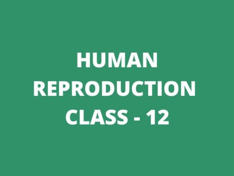 Human Reproduction MCQ Questions for Class 12 Biology Chapter 3 with Answers