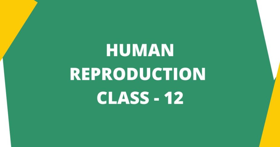 Human Reproduction MCQ Questions for Class 12 Biology Chapter 3 with Answers