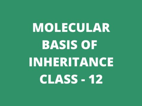 Molecular Basis of Inheritance mcq