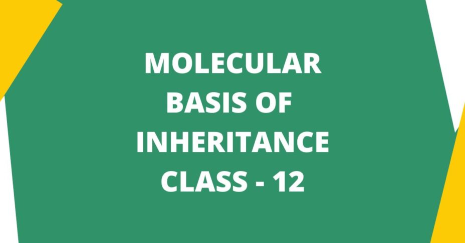 Molecular Basis of Inheritance mcq