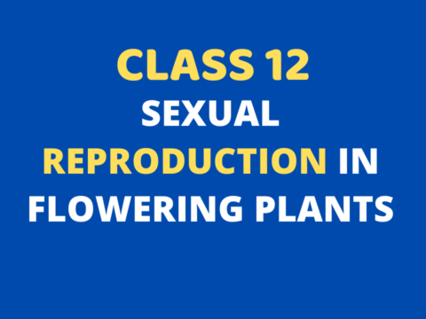 Sexual Reproduction in Flowering Plants Class 12 MCQ