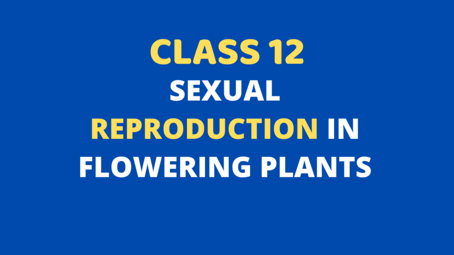 Sexual Reproduction in Flowering Plants Class 12 MCQ