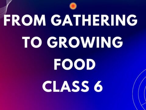 From Gathering to Growing Food mcqs