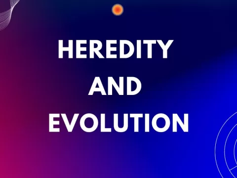 Heredity and Evolution Class 10 mcqs