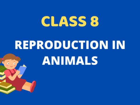 Reproduction in animals Class 8 Extra mcq