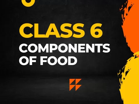 components of food Class 6