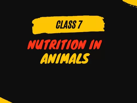 Nutrition in Animals class 7