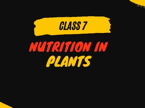 Nutrition in Plants class 7