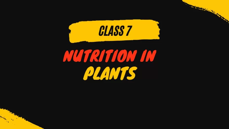 Nutrition in Plants class 7