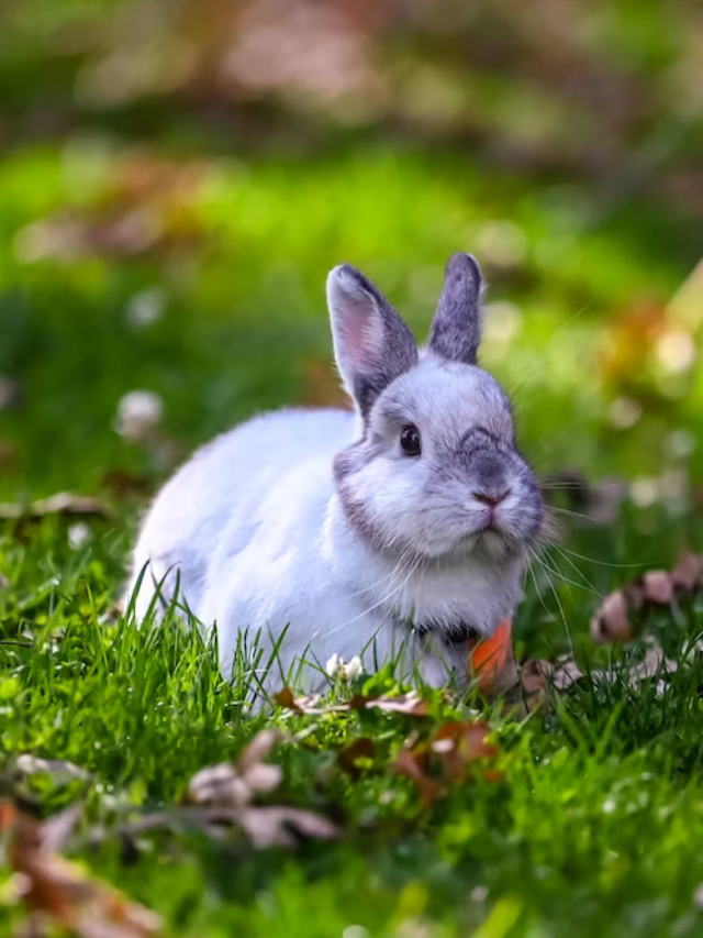 10-facts-about-rabbits-do-you-know-the-education-planet