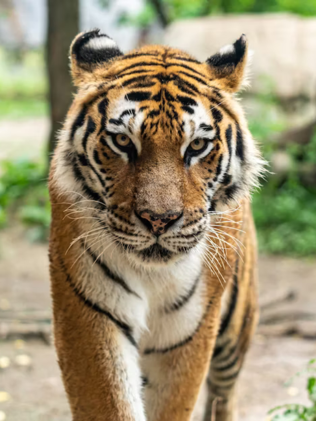 10 Amazing Fact About Tiger Do You Know