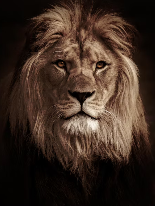 Top 10 Amazing Facts About Lion Do You Know