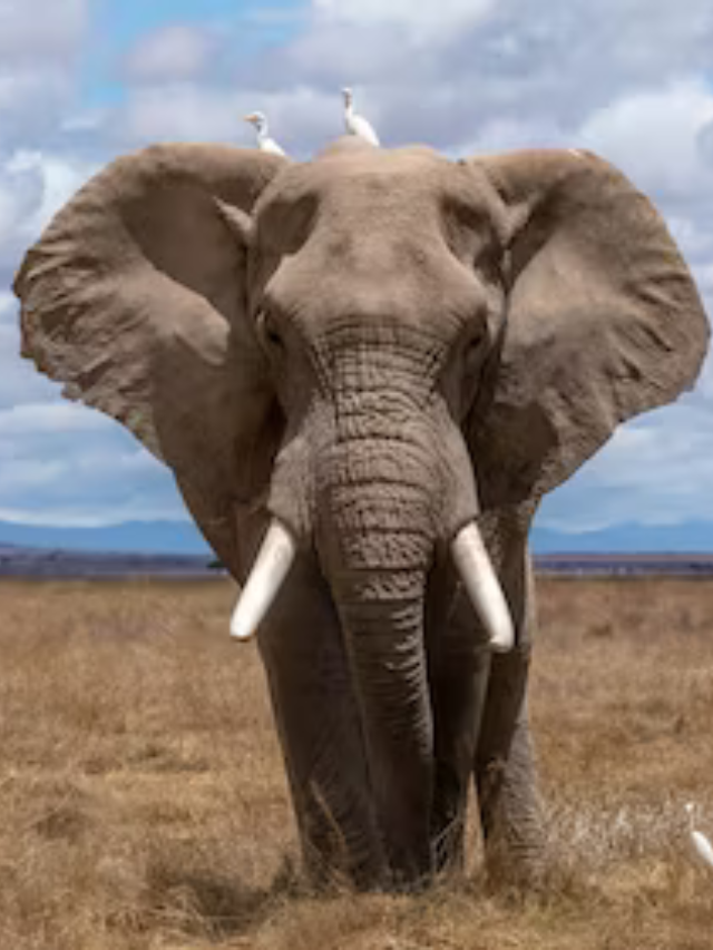 TOP 10 FASCINATING FACTS ABOUT ELEPHANTS