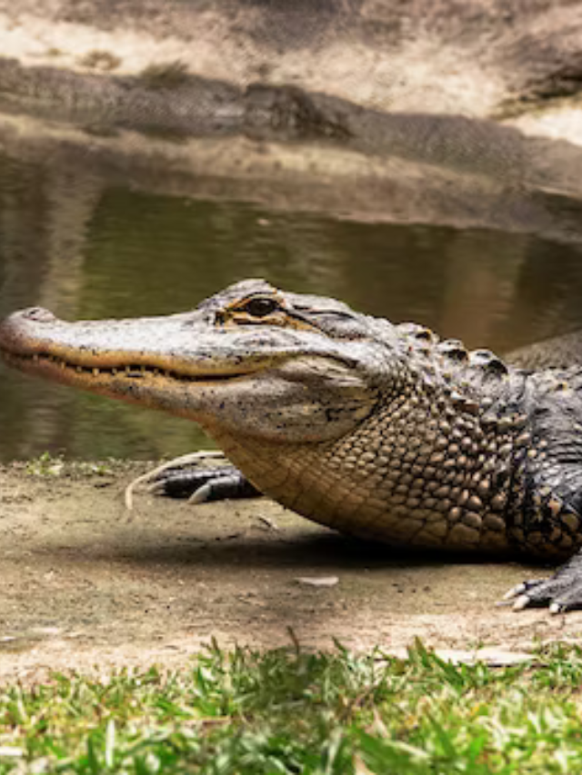 10 Fascinating Facts About Crocodiles Do You Know