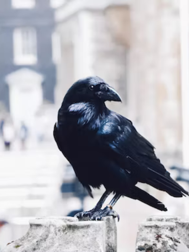 10 Amazing Facts About Crows Do You Know