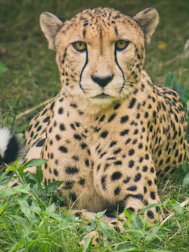 10 incredible cheetah facts Do You Know