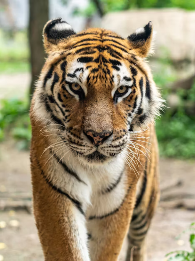 बाघ के बारे में 10 रोचक Fact