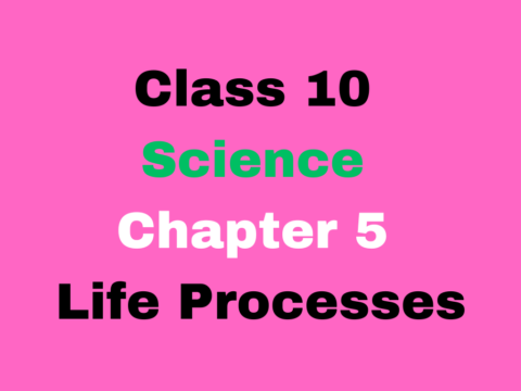 Class 10 Science Chapter 5 Life Processes MCQ Online Test