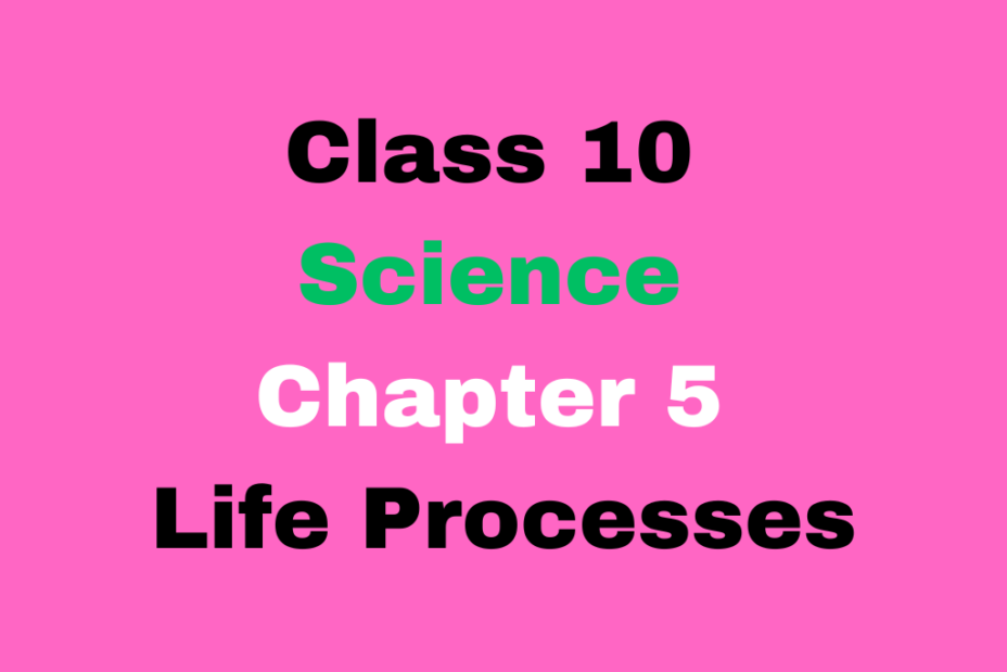 Class 10 Science Chapter 5 Life Processes MCQ Online Test