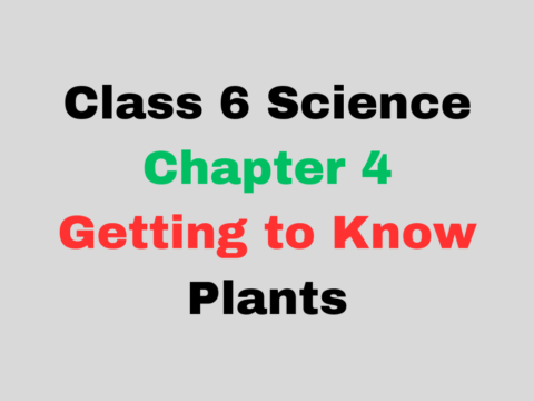 Class 6 Chapter 4 Getting to Know Plants MCQ With Solution